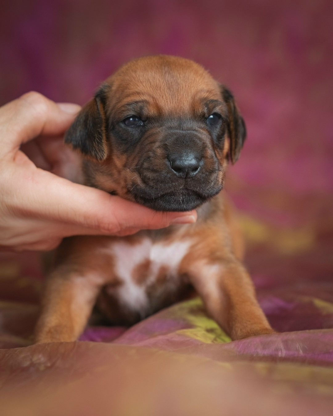 DAMARALAND Iz Doma Narayzi (ДАМАРАЛЭНД Из Дома Нарэйзи). Rhodesian Ridgebacks in St. Petersburg