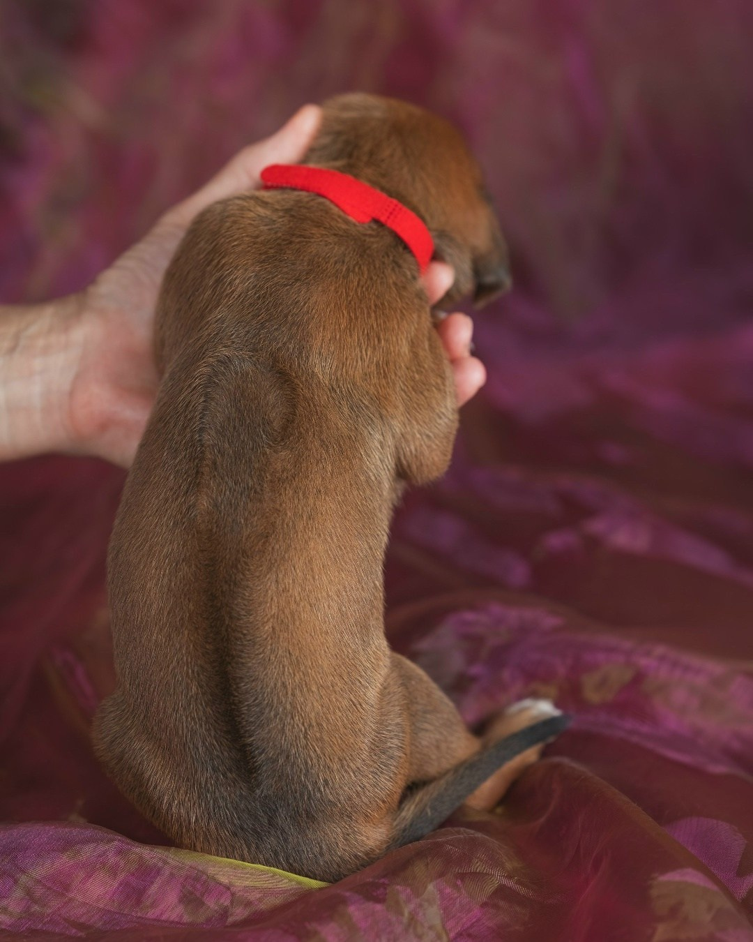 DAMARALAND Iz Doma Narayzi (ДАМАРАЛЭНД Из Дома Нарэйзи). Rhodesian Ridgebacks in St. Petersburg