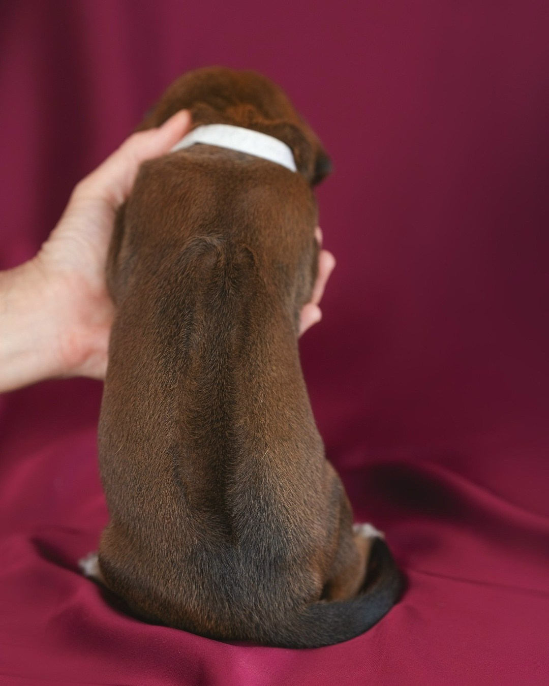DAMARALAND Iz Doma Narayzi (ДАМАРАЛЭНД Из Дома Нарэйзи). Rhodesian Ridgebacks in St. Petersburg