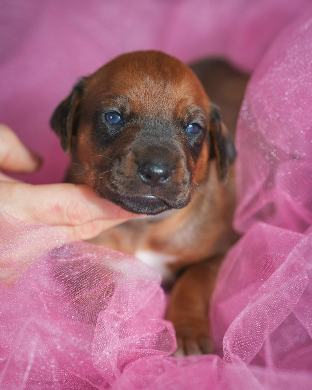 DAMARALAND Iz Doma Narayzi (ДАМАРАЛЭНД Из Дома Нарэйзи). Rhodesian Ridgebacks in St. Petersburg