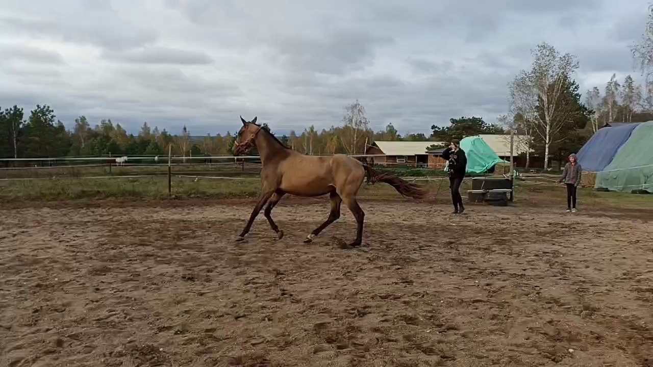 Бастет. Продажа ахалтекинских и полукровных лошадей