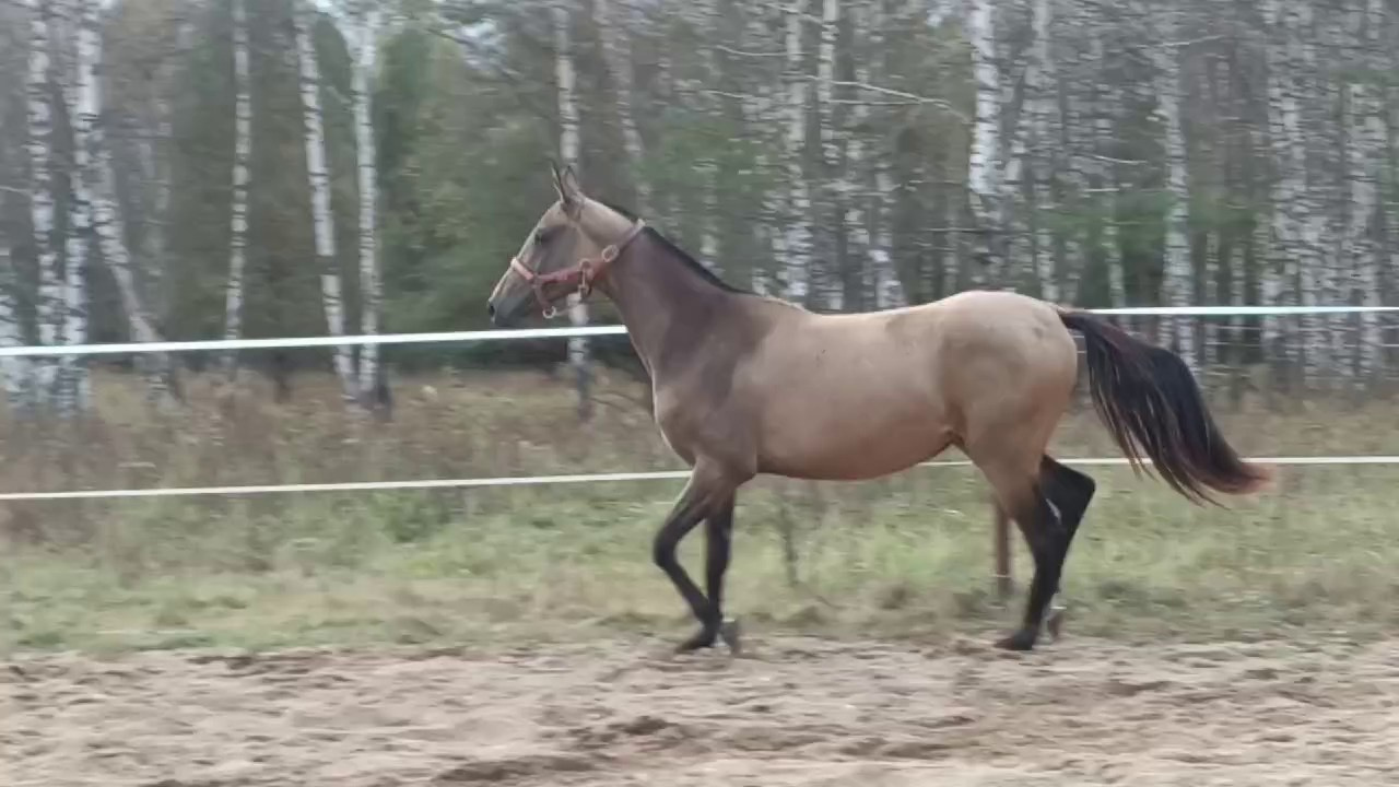 Бастет. Продажа ахалтекинских и полукровных лошадей