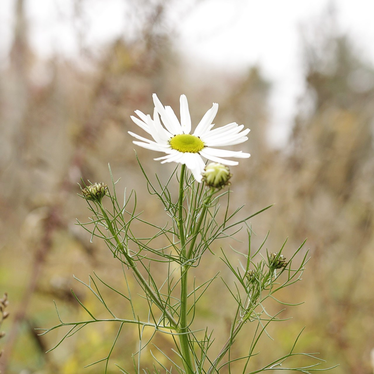 Травы. Природа севера