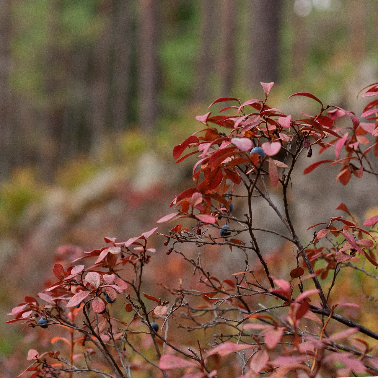 Травы. Природа севера