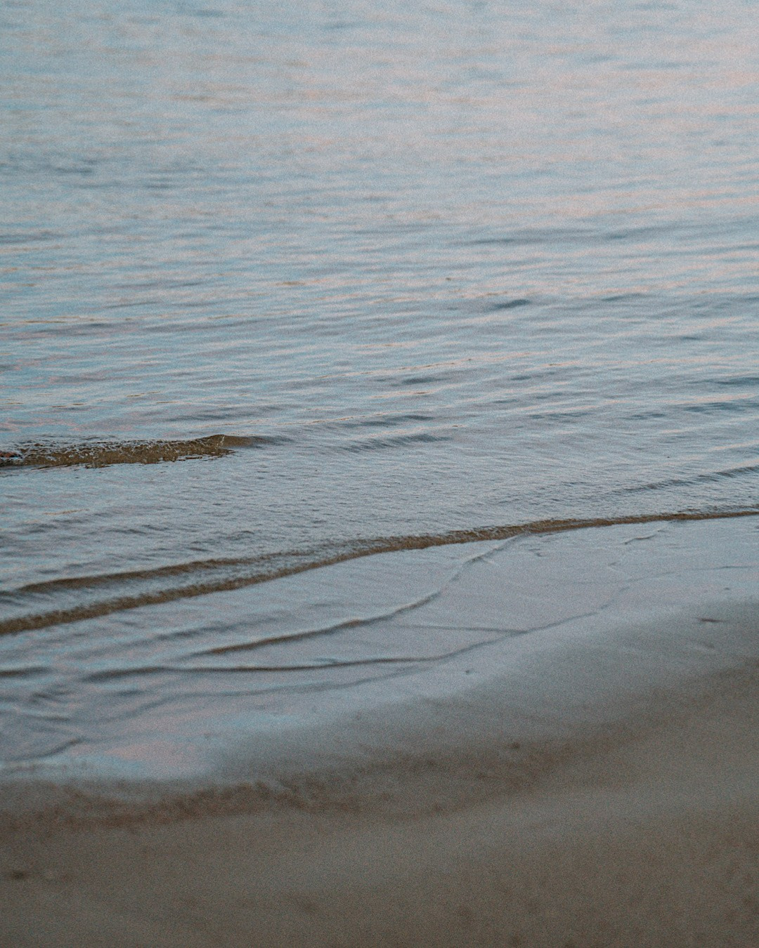 Света, Катрин и Умка. Фотограф анималист в Москве и Санкт-Петербурге Свиридова Анна