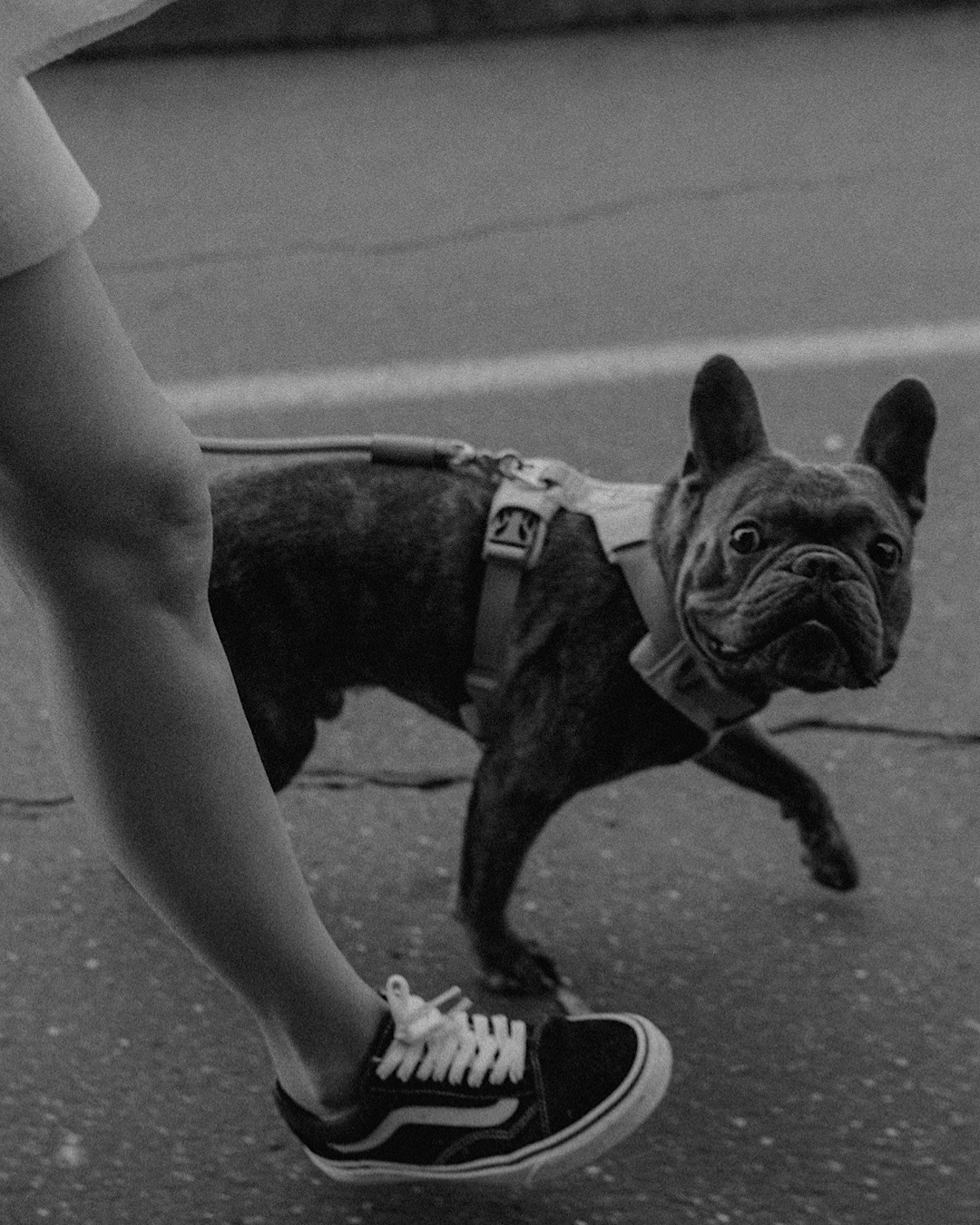 Аня и Чак. Фотограф анималист в Москве и Санкт-Петербурге Свиридова Анна