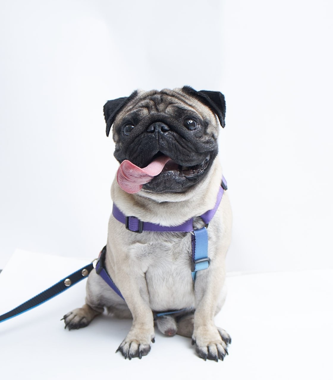 Фотосессия для сайта Ветеринарной клиники. Персональный и коммерческий фотограф в Тюмени Полина Лапардина