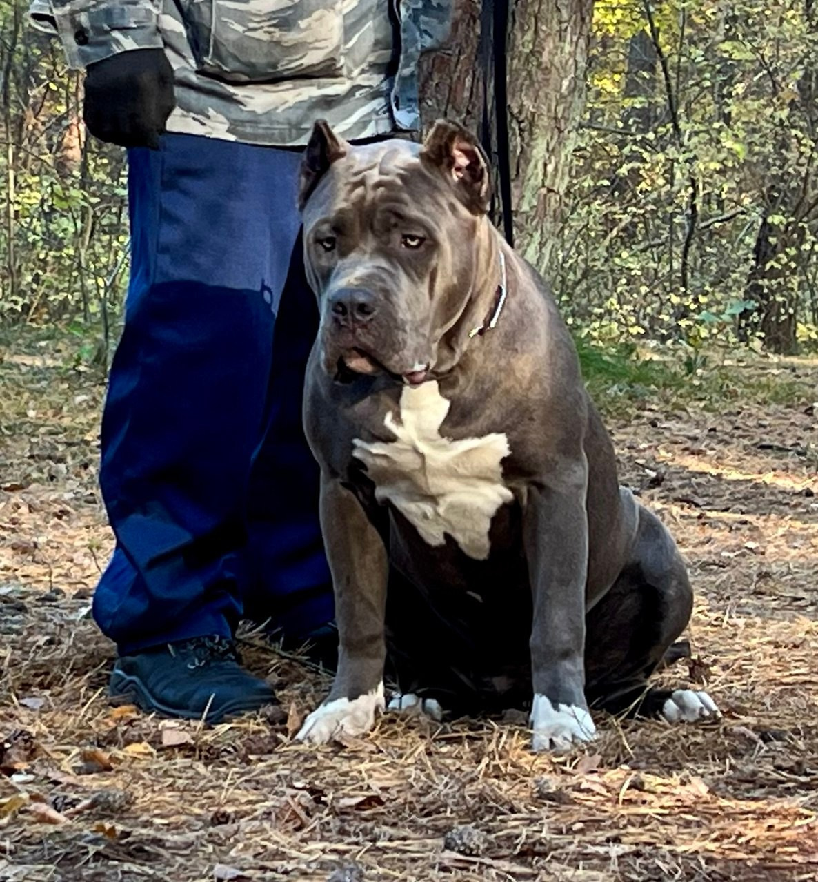 UPB’s Queenie & Zeus. 16.04.24. Американские булли XL в г. Калининград. Питомник Great Bully UNIVERSE