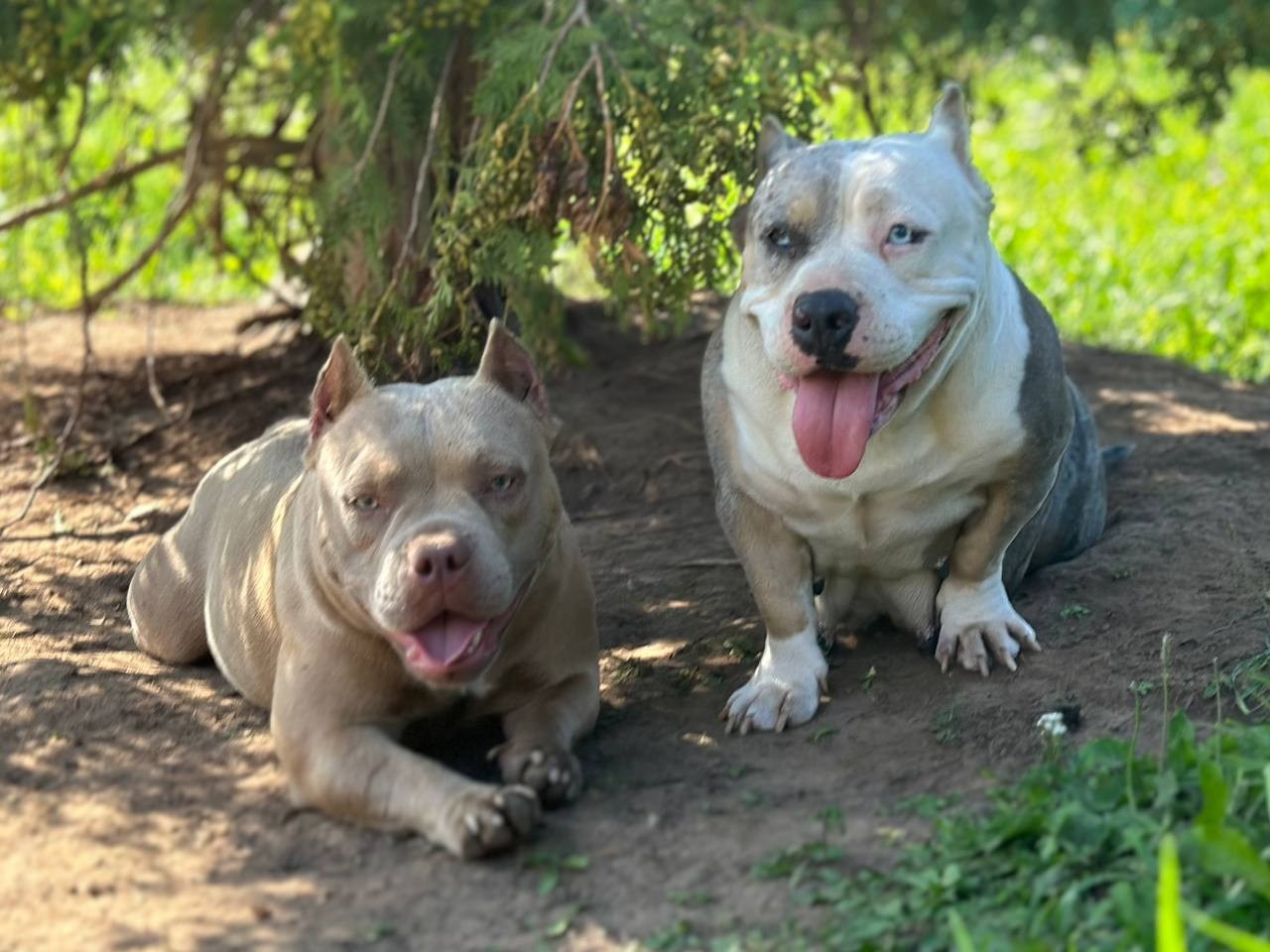 Lordli Of Gardens Blucha. Питомник американских булли Bounty Pride Bully