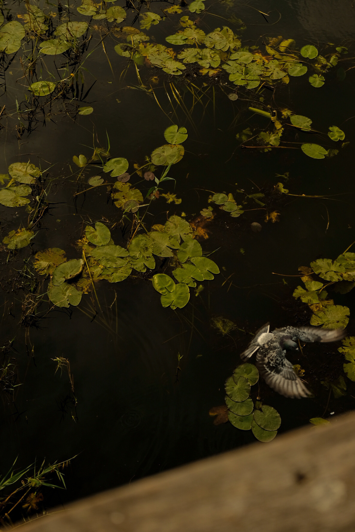 Фотограф Владимир Кононенко