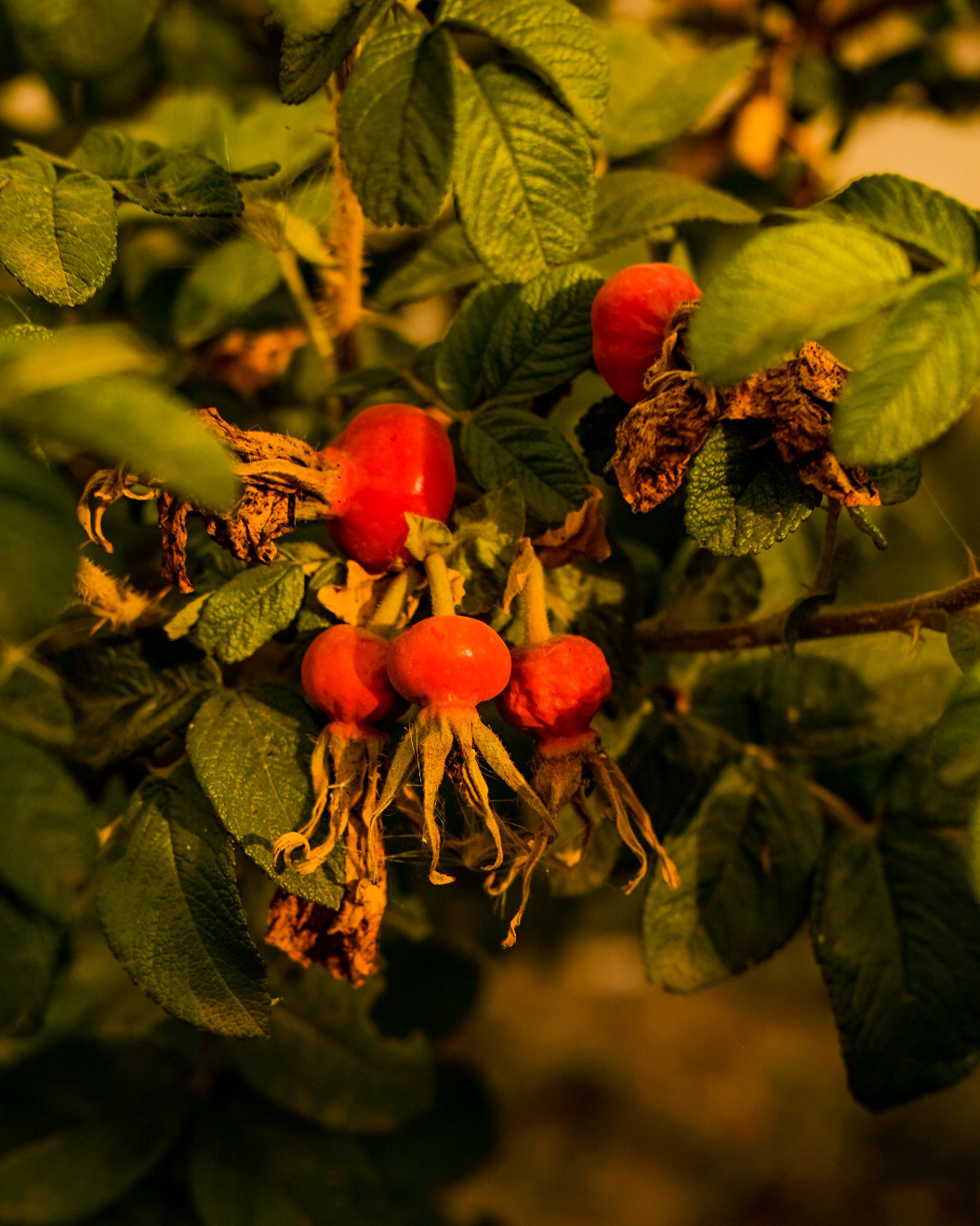 Фотограф Владимир Кононенко