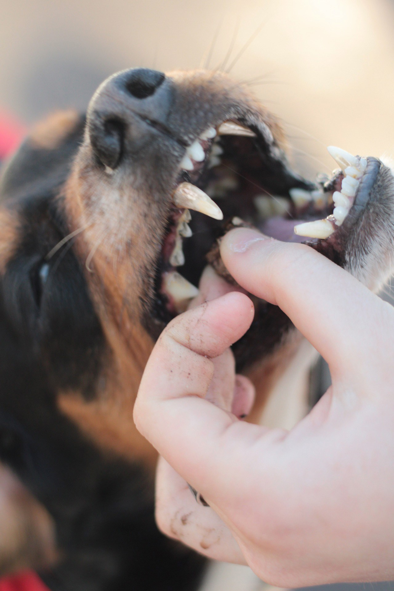 Маша и Кекс. Катя Попова|ЛайфСтайл фотограф