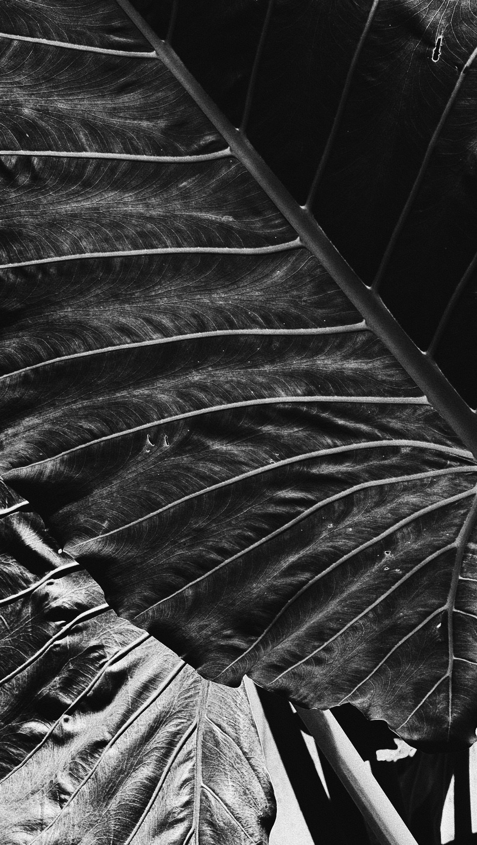 SOMEWHERE. Carolinetru