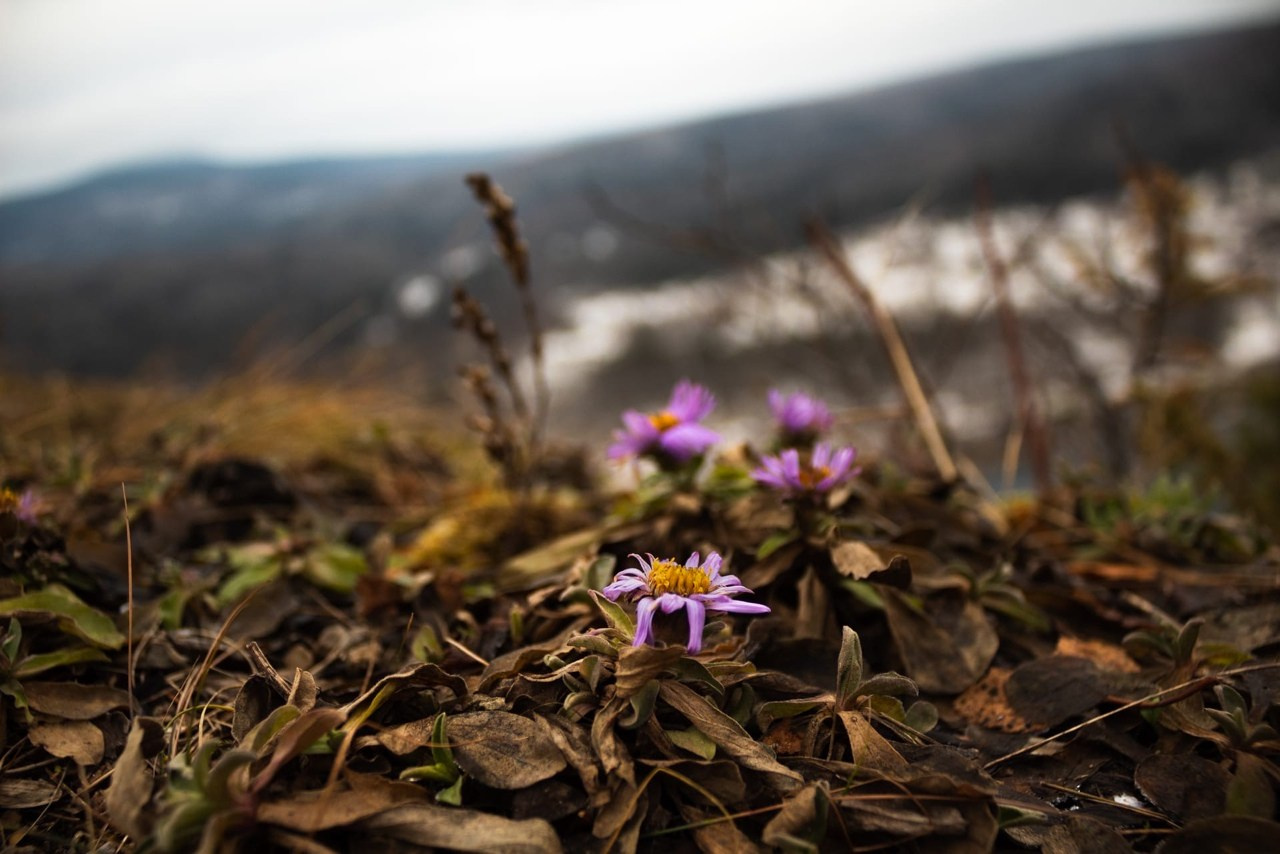 Полюд и Ветлан