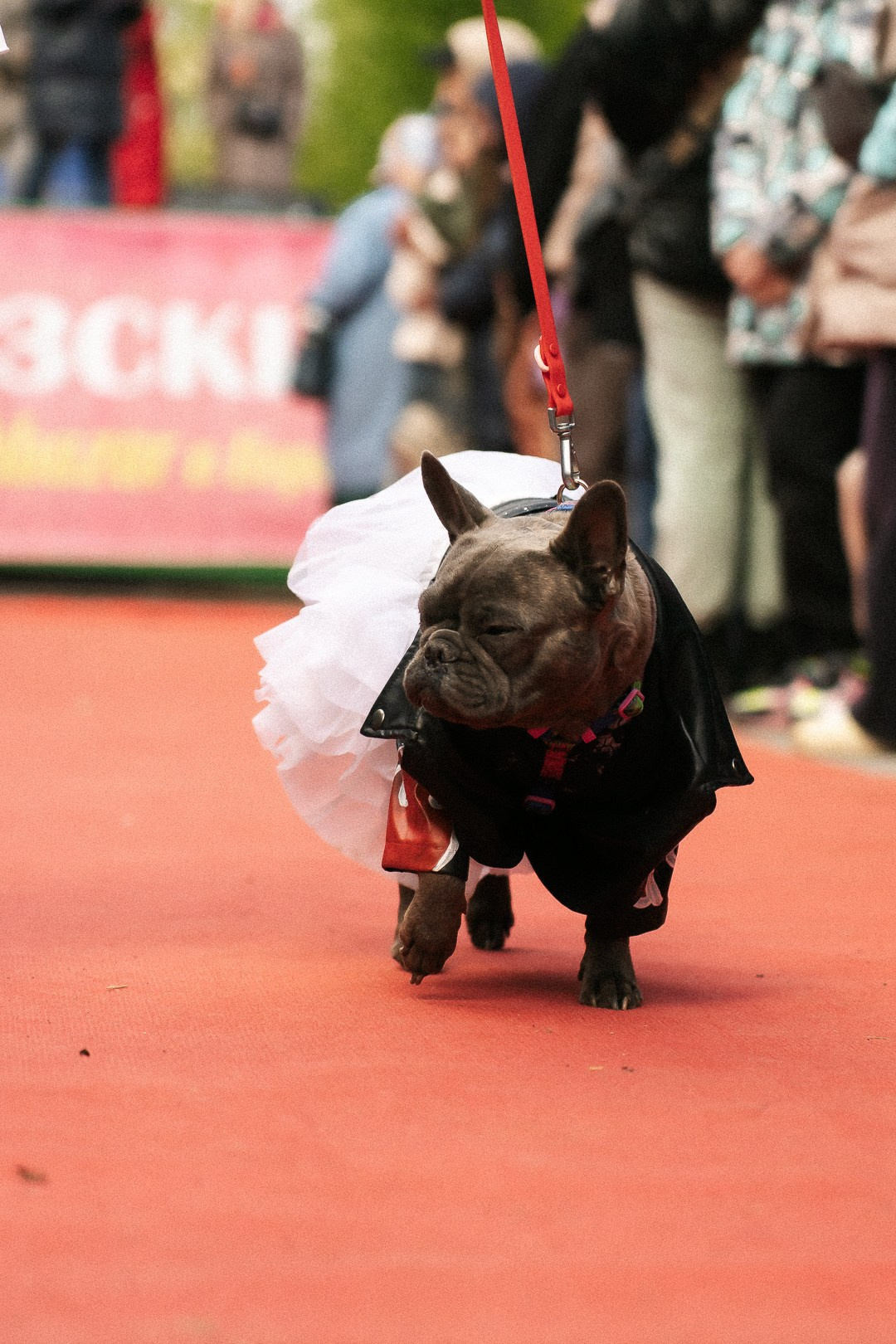 Парад Бульдогов. Axenov_eugene
