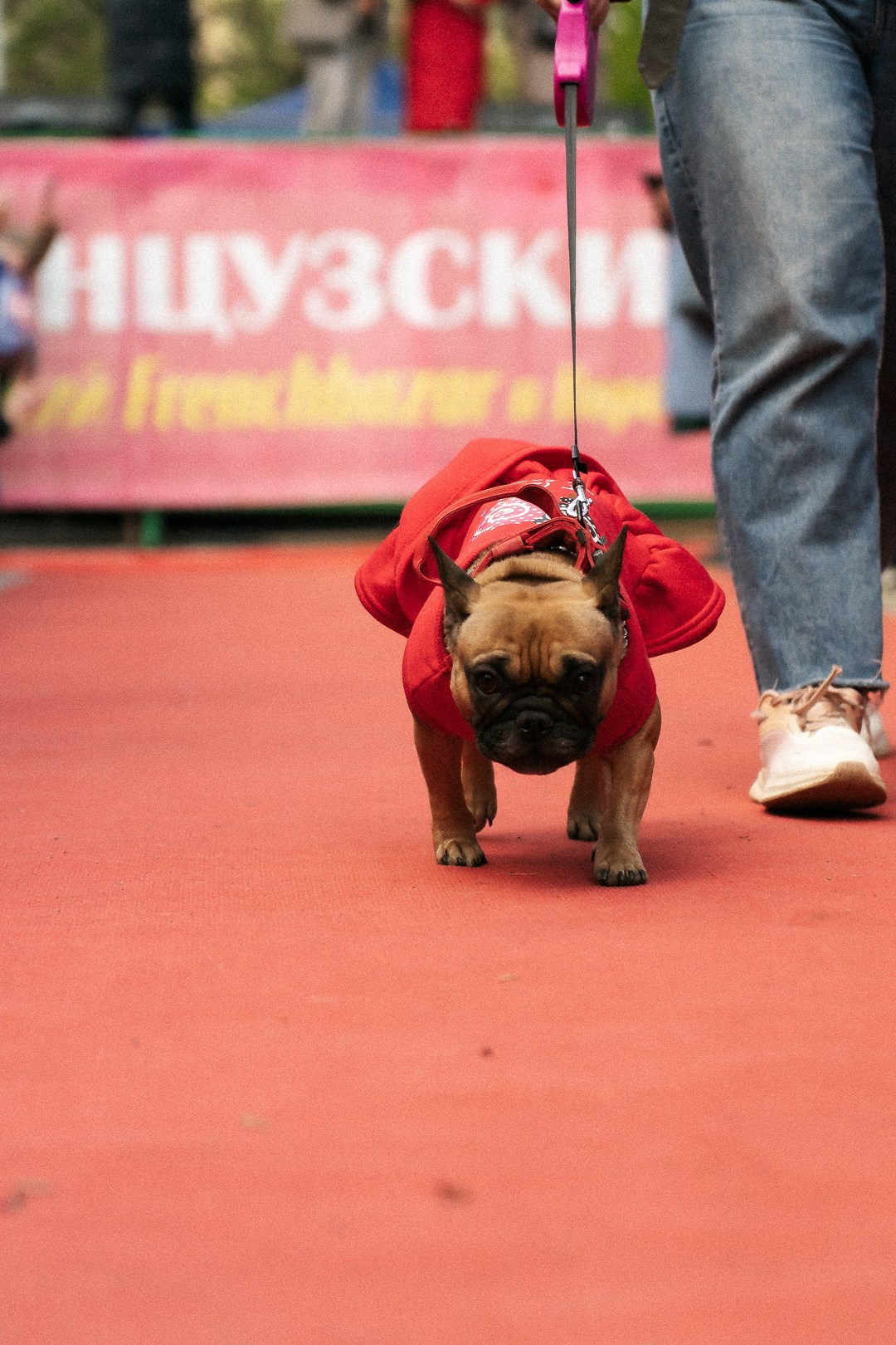 Парад Бульдогов. Axenov_eugene