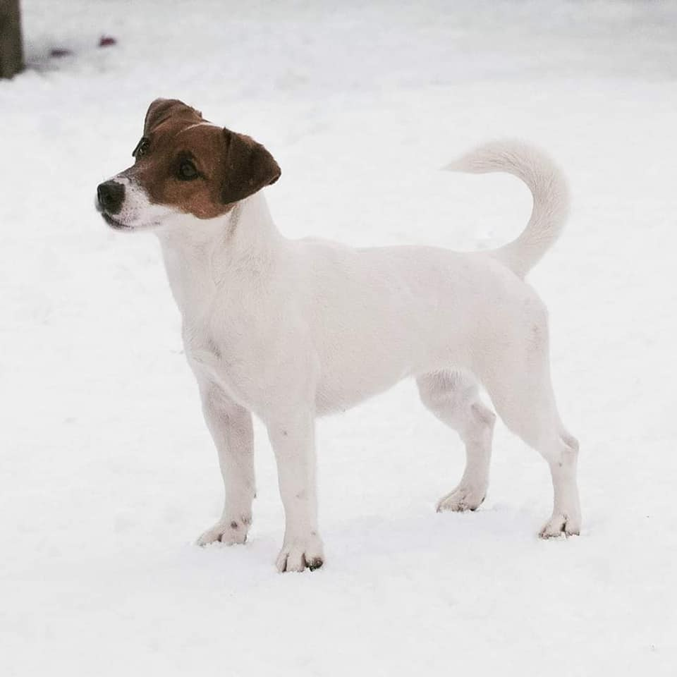 UNIKA LARKY ONLINE. КАНЕ МАЭСТРО — питомник Джек рассел терьеров