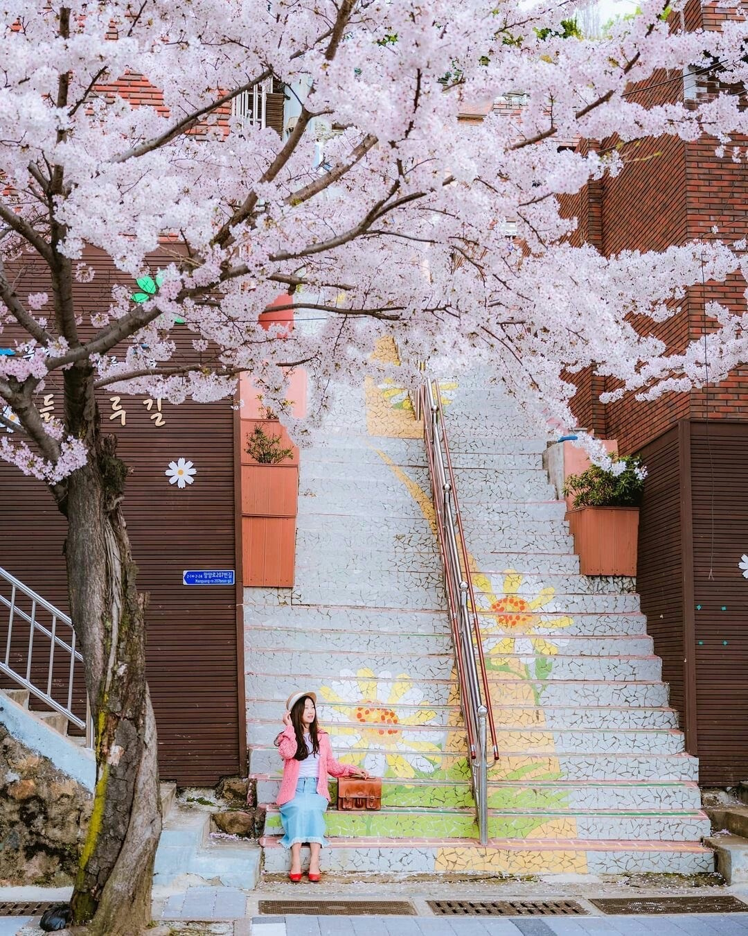 Spring cherry blossom guide Oncheoncheon Cherry Blossom Road Busan. Gabay sa pinakamagagandang lugar ng cherry blossom sa Busan Korea