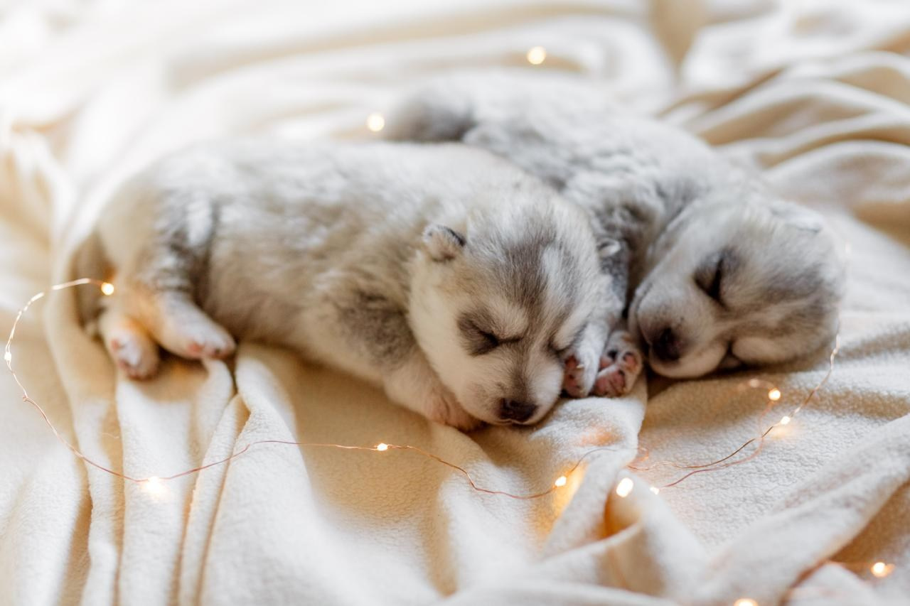 Фотограф-анималист. Семейный фотограф в Екатеринбурге