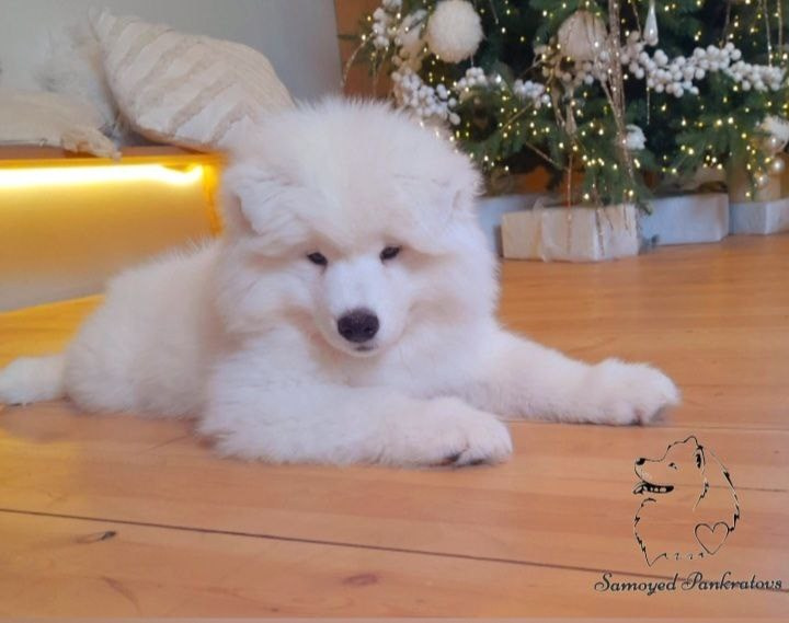 Помет «Р» 04.10.2023 д. р. Самоед Новосибирск