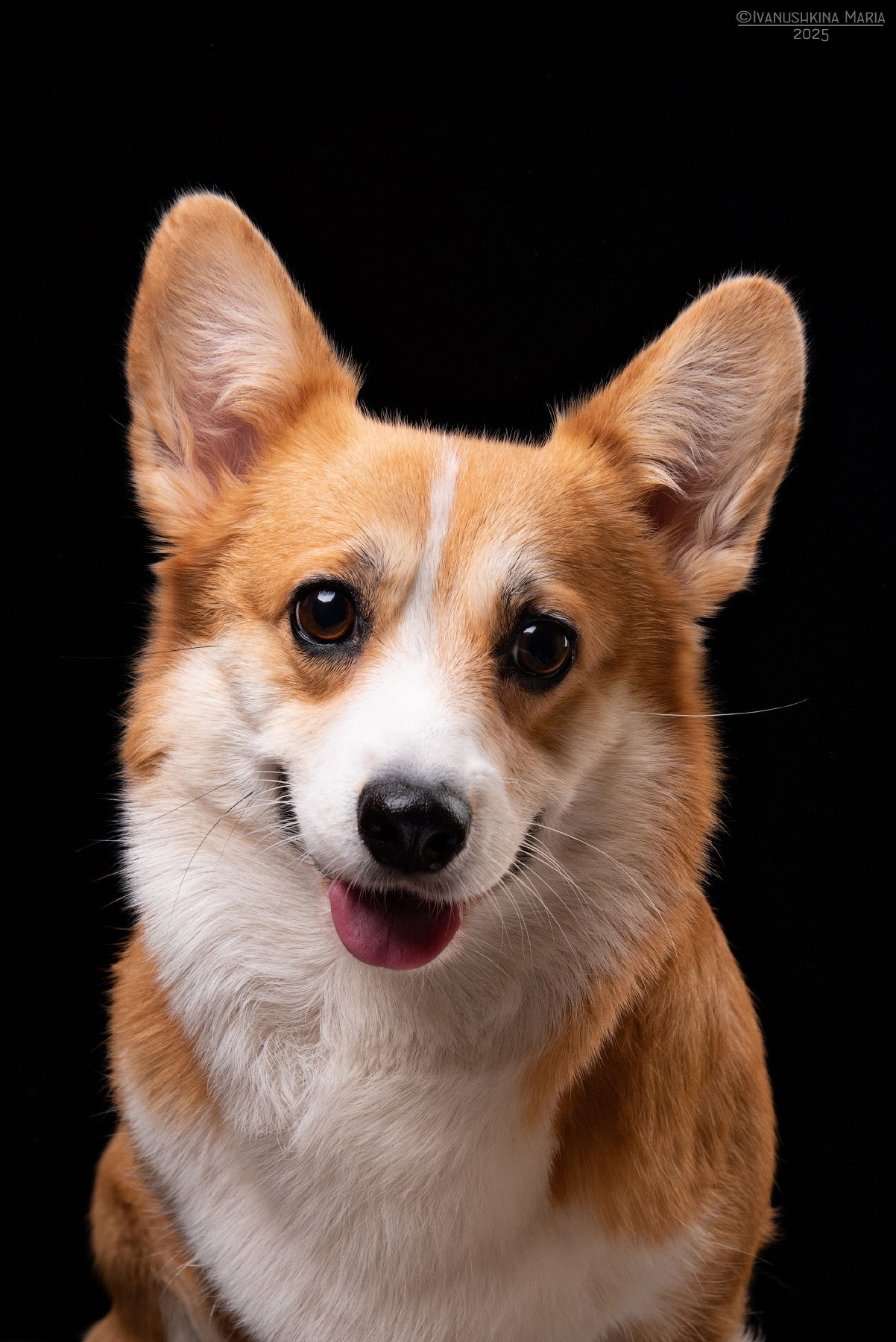 Фотосессия собаки в студии. Фотограф собак в Москве и Московской области Иванушкина Мария