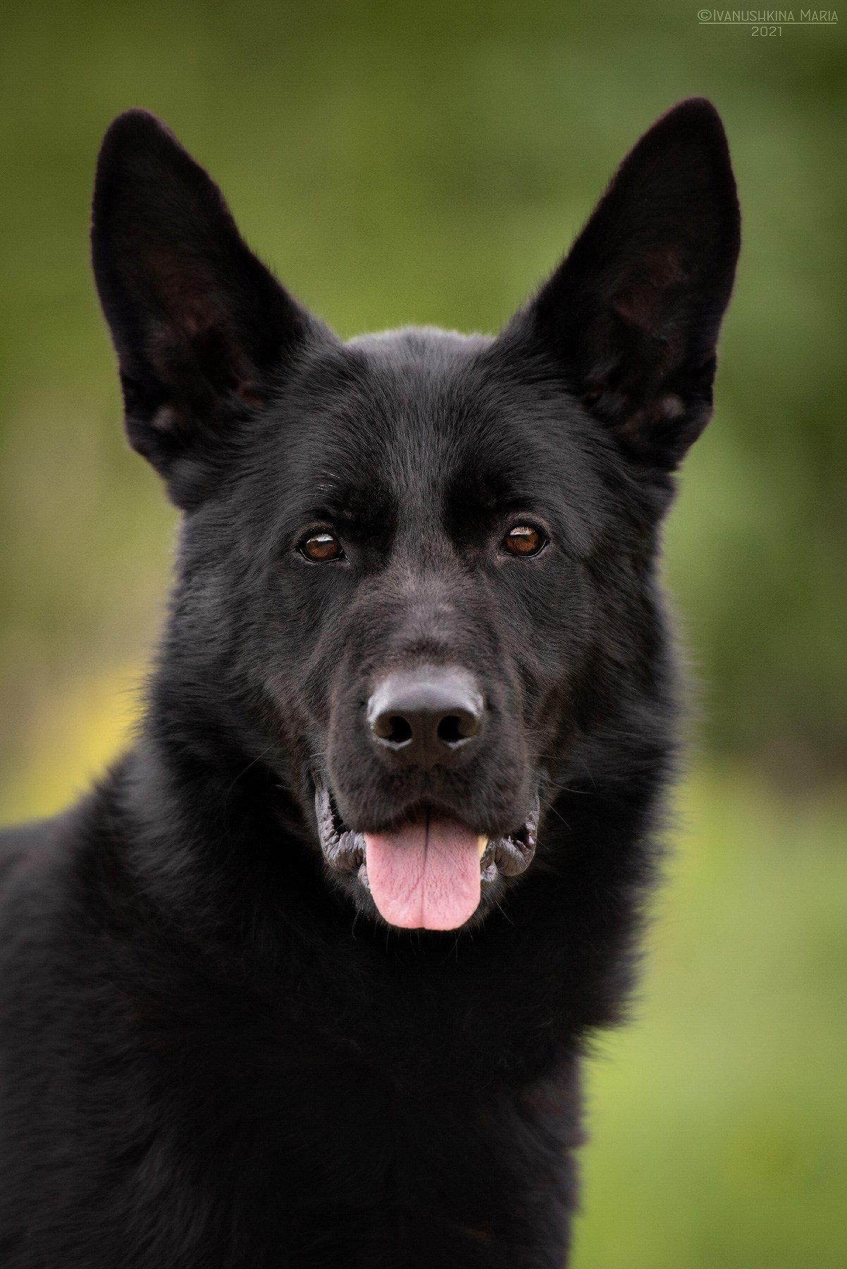 Пиарные фотосессии собак на пристройство. Фотограф собак в Москве и Московской области Иванушкина Мария