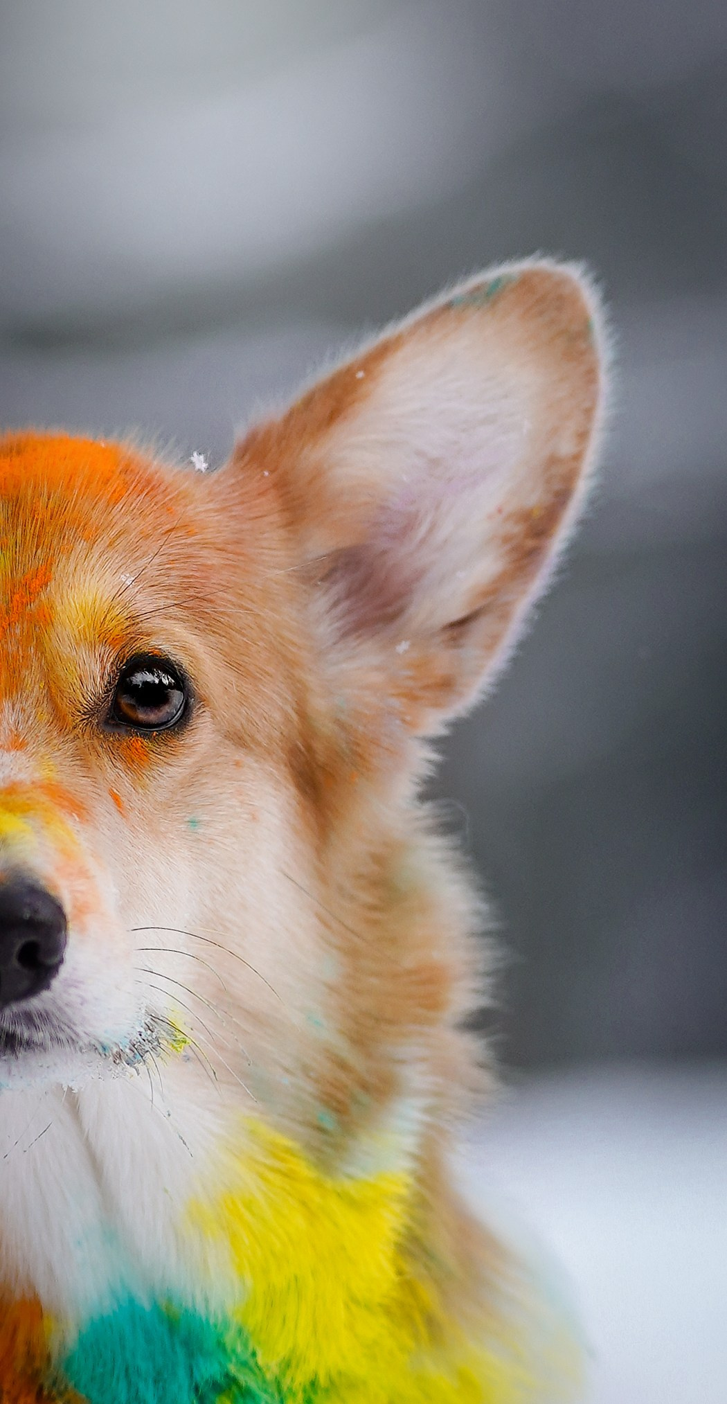 Кристина и Лаки. Фотограф-анималист в Санкт-Петербурге Яна Мартынова