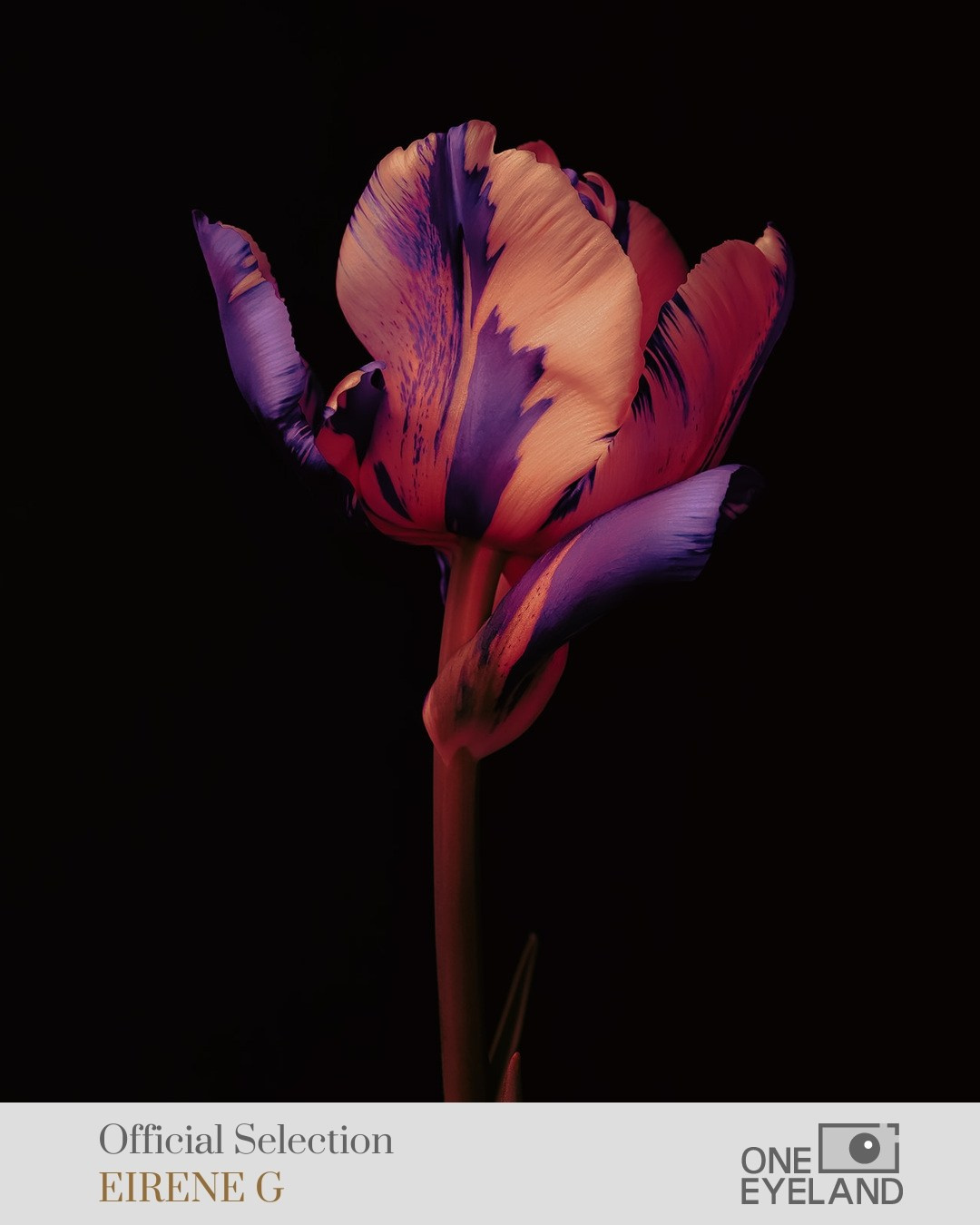 ONEEYELAND GALLERY. Eirene G |  Photoartist | Flowers from my garden