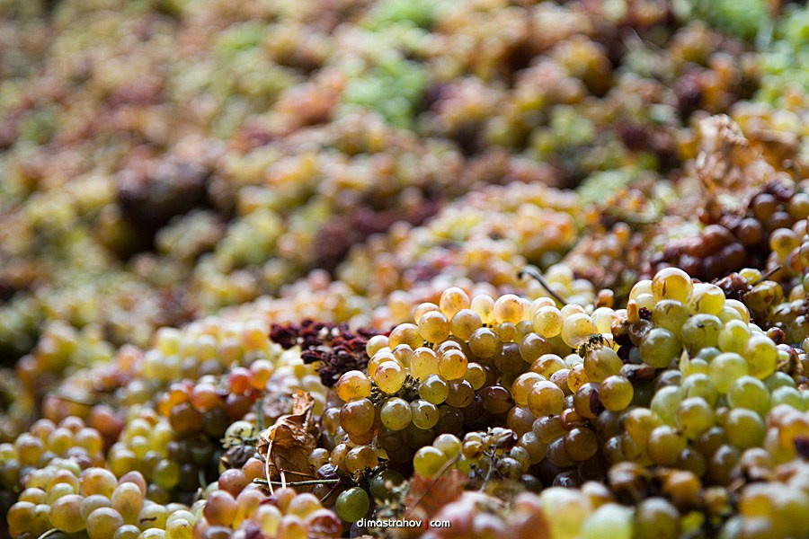 Винзавод Качинский +. Свадебный фотограф, фотосъемка в Крыму, Севастополе, Симферополе, Ялте