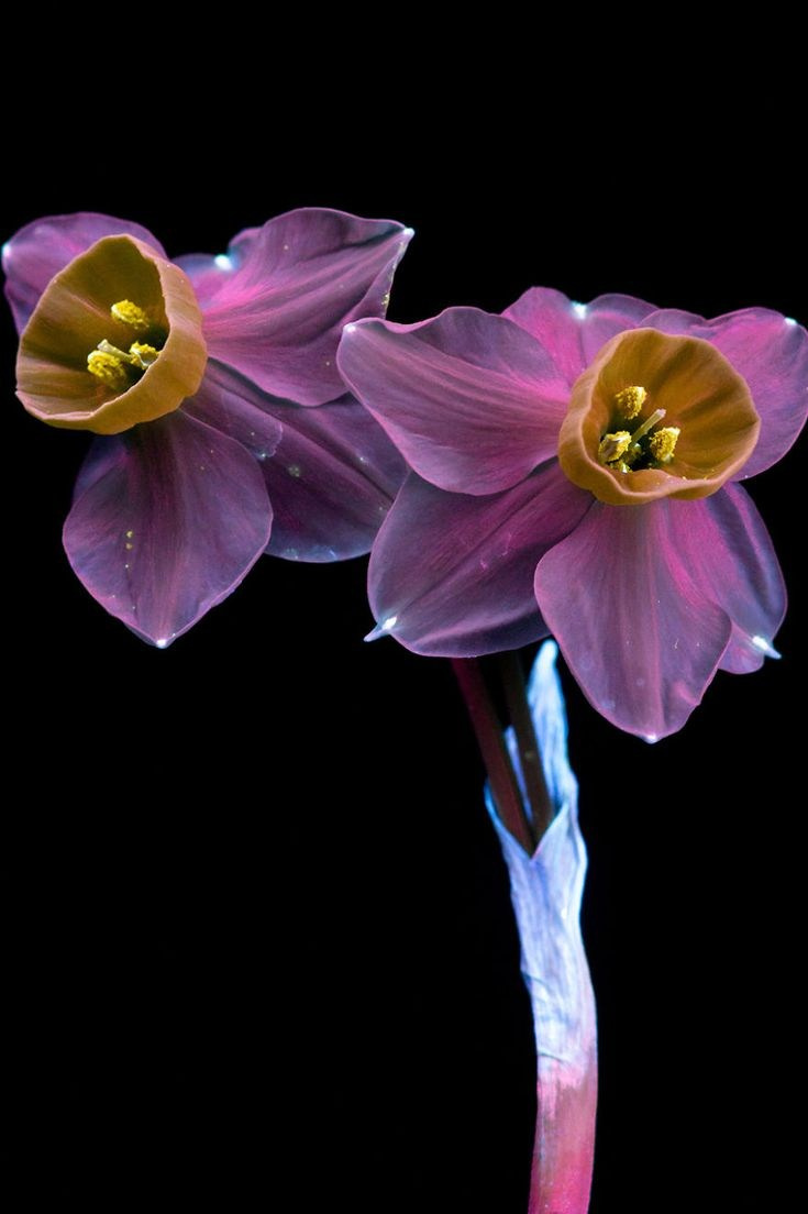 Светящиеся цветы | SVЕТЫ