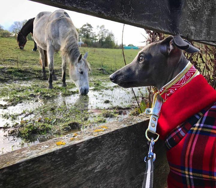 Профессиональный питомник левреток РКФ/FCI ASTI SAPPHIRE 💎 Сочи|Санкт-Петербург