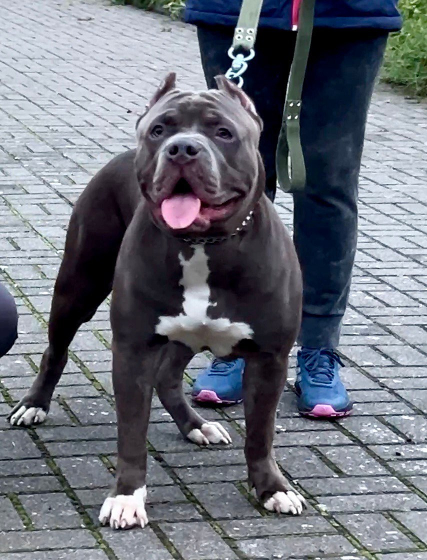 Hunter&Queenie, 13.01.25. Американские булли XL в г. Калининград. Питомник Great Bully UNIVERSE