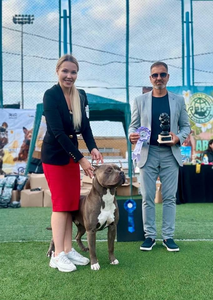 Участие в выставках. Американские булли XL в г. Калининград. Питомник Great Bully UNIVERSE