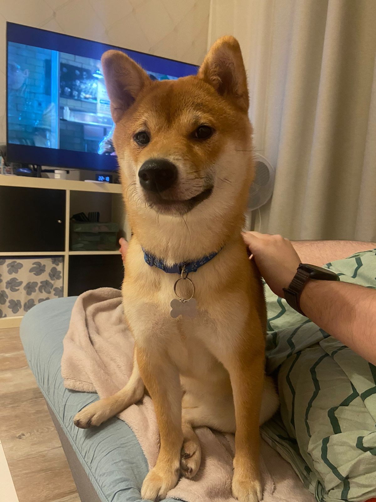 сиба питомник Рубилайт щенки на продажу rubylight  сиба щенки купить