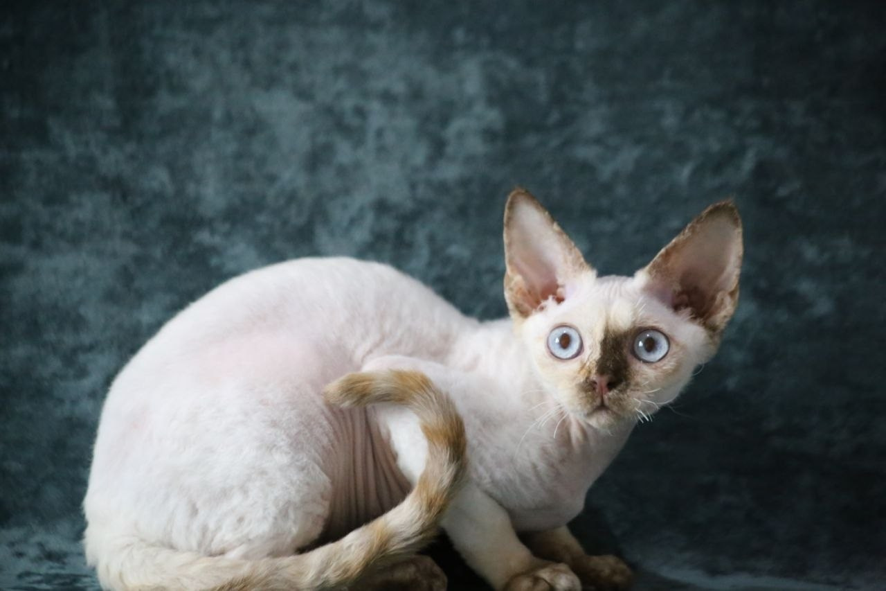 💜DRX h 33 кошка Nevskiy Favorite  Jalina д/р 15.11.25. Nevskiy Favorite — питомник девон-рексов в Санкт-Петербурге. Здоровые, ласковые и редкие котята