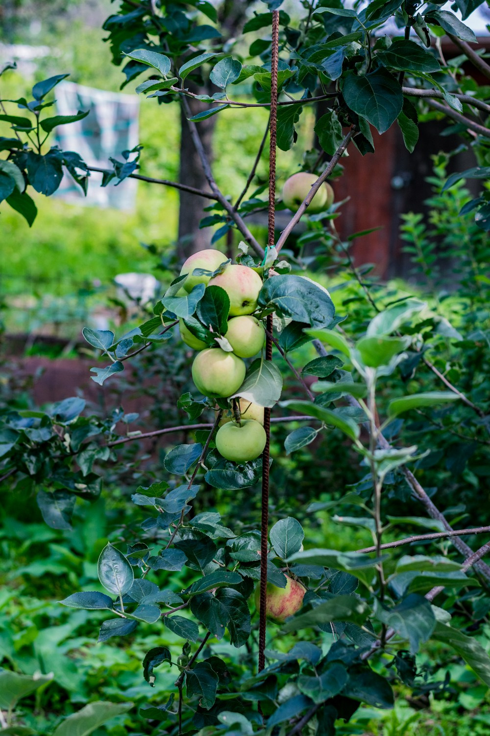 Антон Курдюмов фотограф в Хабаровске Рина Курдюмова фото27 foto27 Антон Дорофеев репортажный репортаж документалист Тони и Рина фотосоздатели Виноградники Хехцир 2024 Хабаровск виноград дикий фермер фермерство дачный сезон