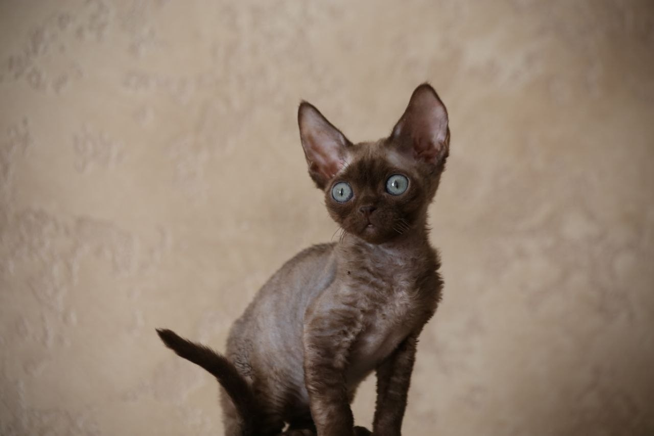 DRX b котик Nevskiy Favorite New Star готов к резерву 🧿 д/р 23.02.26. Nevskiy Favorite — питомник девон-рексов в Санкт-Петербурге. Здоровые, ласковые и редкие котята