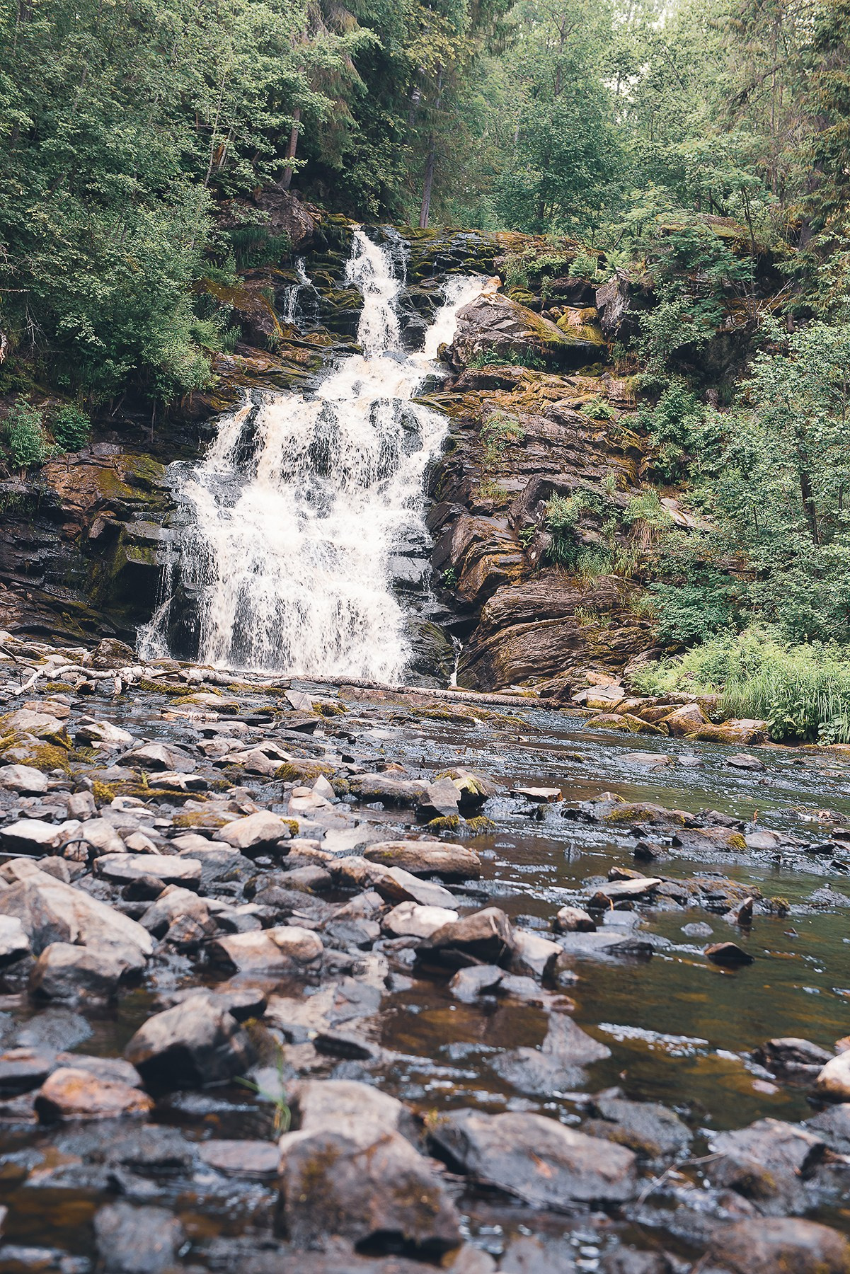 Карелия. Фотограф-анималист Наталья Светличная