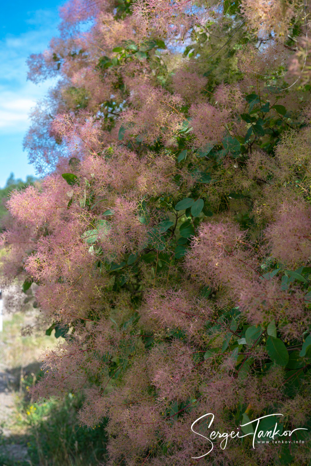 Калининград (июнь 2019). Фотограф Сергей Танков