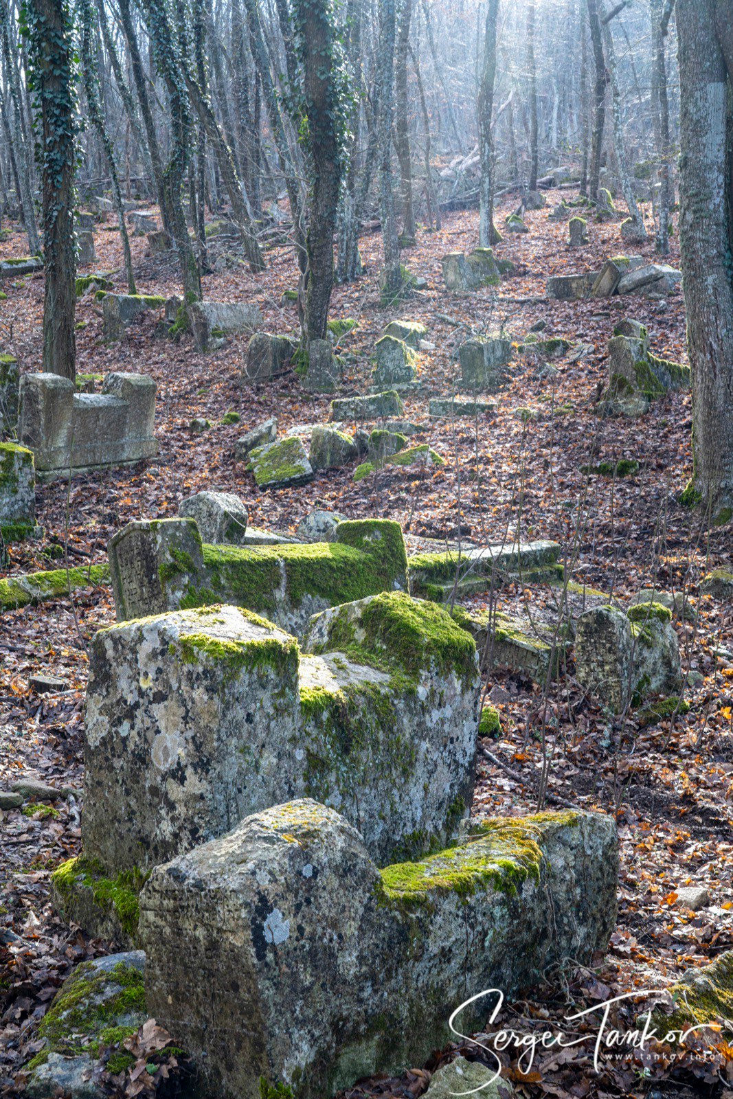 Крым (январь 2020). Фотограф Сергей Танков