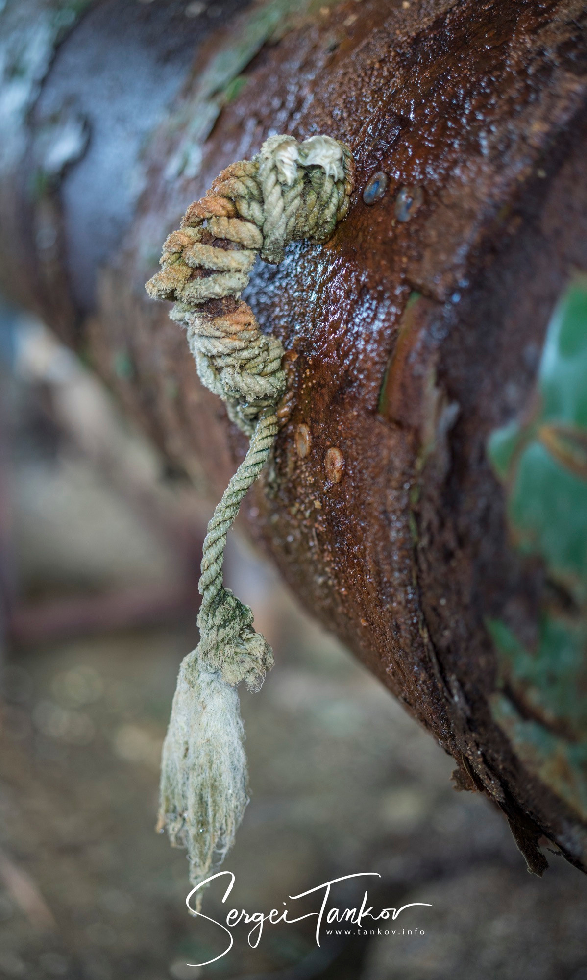 Абхазия (май 2019). Фотограф Сергей Танков