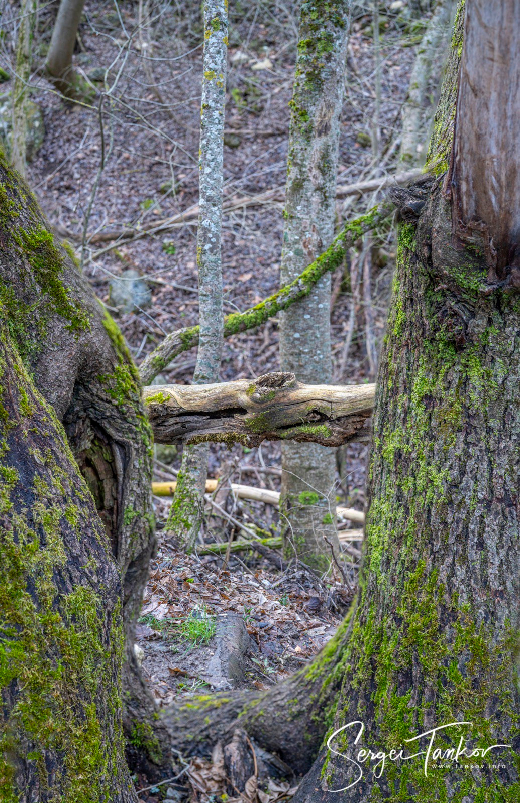Крым (январь 2020). Фотограф Сергей Танков