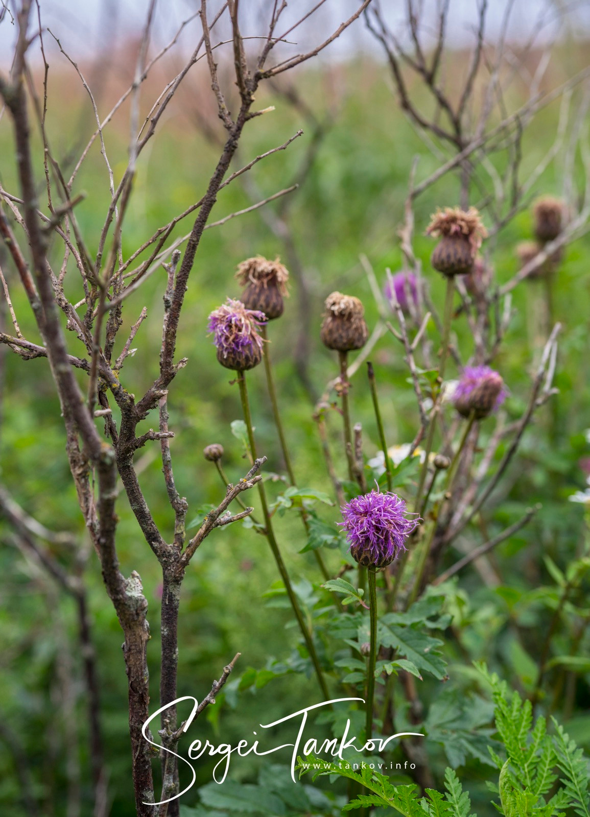 Владивосток (сентябрь 2019). Фотограф Сергей Танков