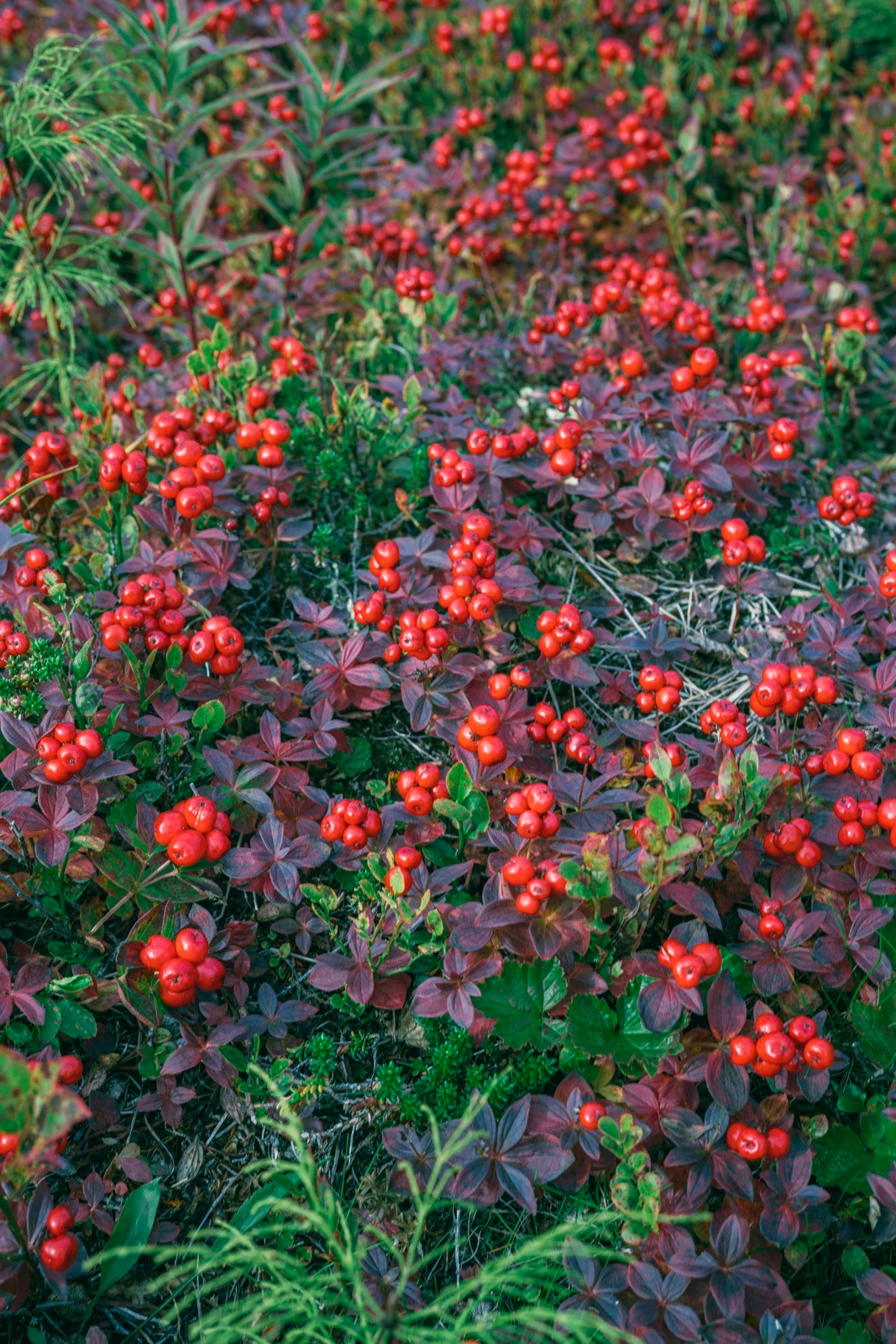 Териберка (октябрь 2020). Фотограф Сергей Танков