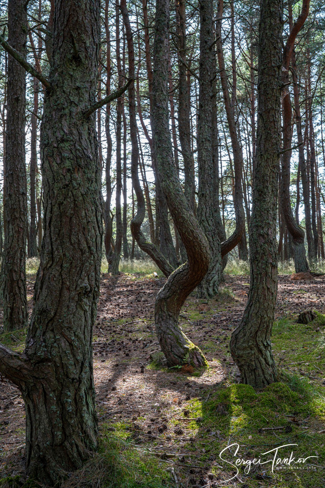 Калининград (июнь 2019). Фотограф Сергей Танков