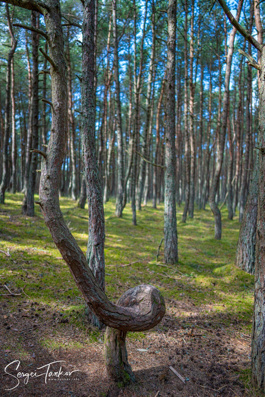 Калининград (июнь 2019). Фотограф Сергей Танков