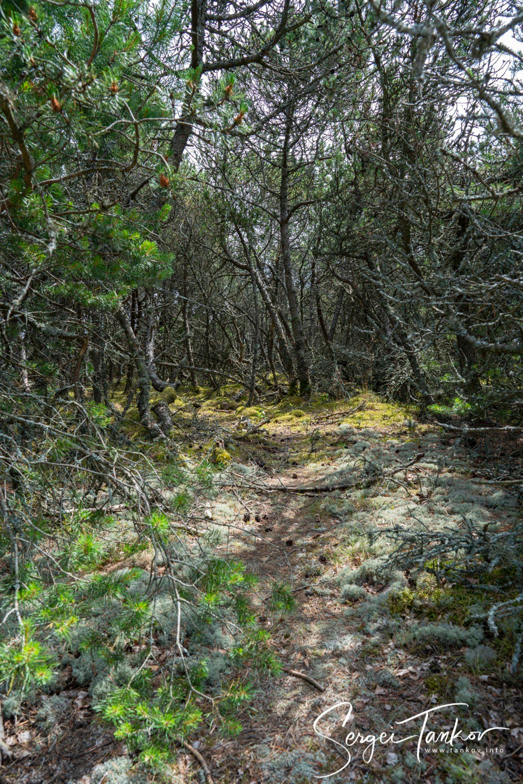 Калининград (июнь 2019). Фотограф Сергей Танков