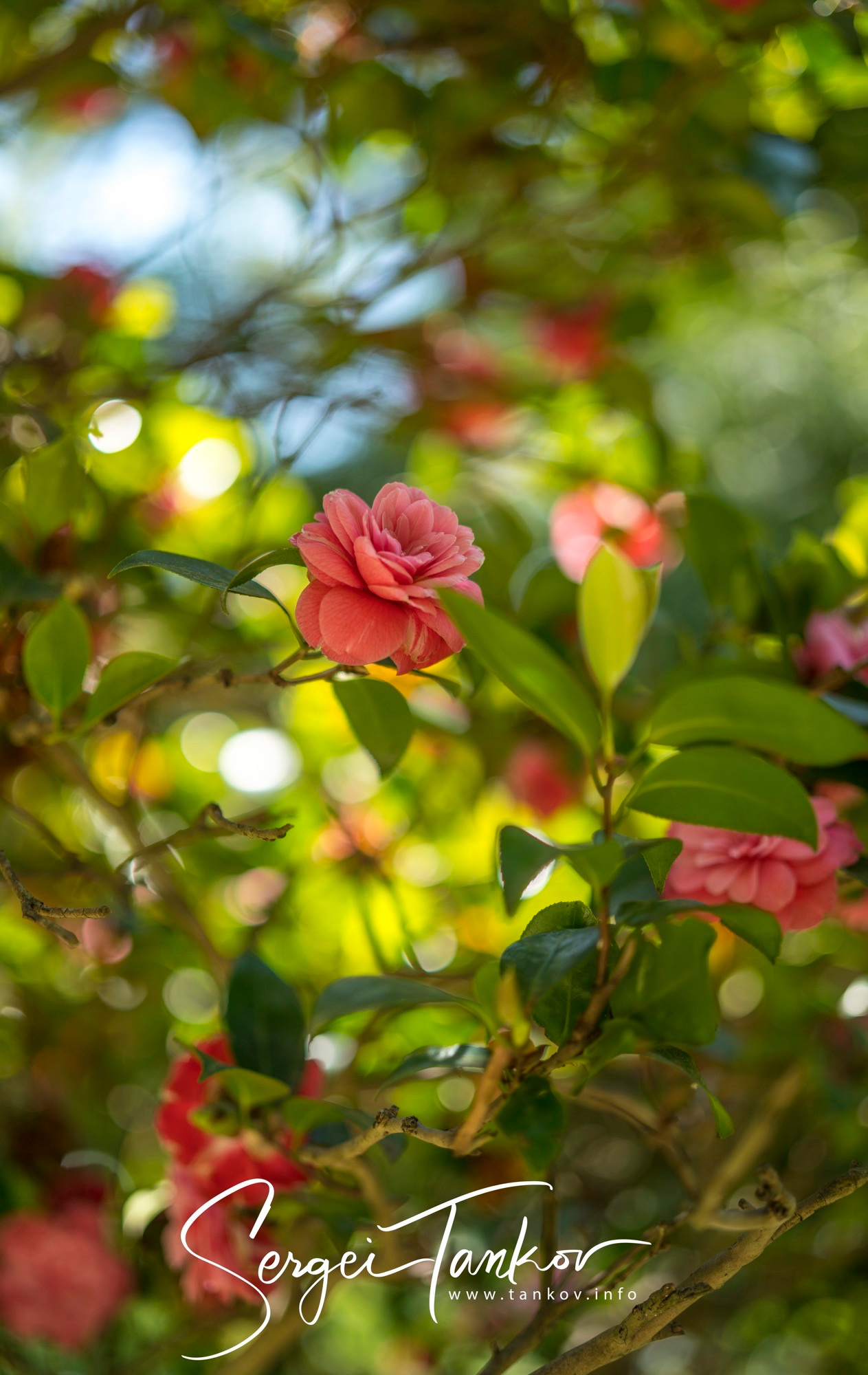 Абхазия (май 2019). Фотограф Сергей Танков