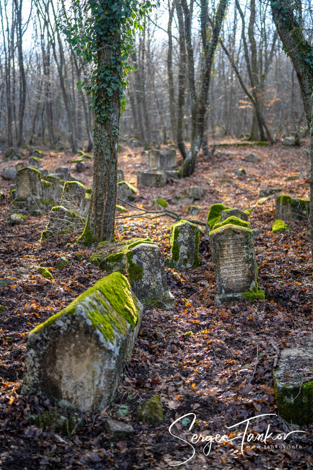Крым (январь 2020). Фотограф Сергей Танков