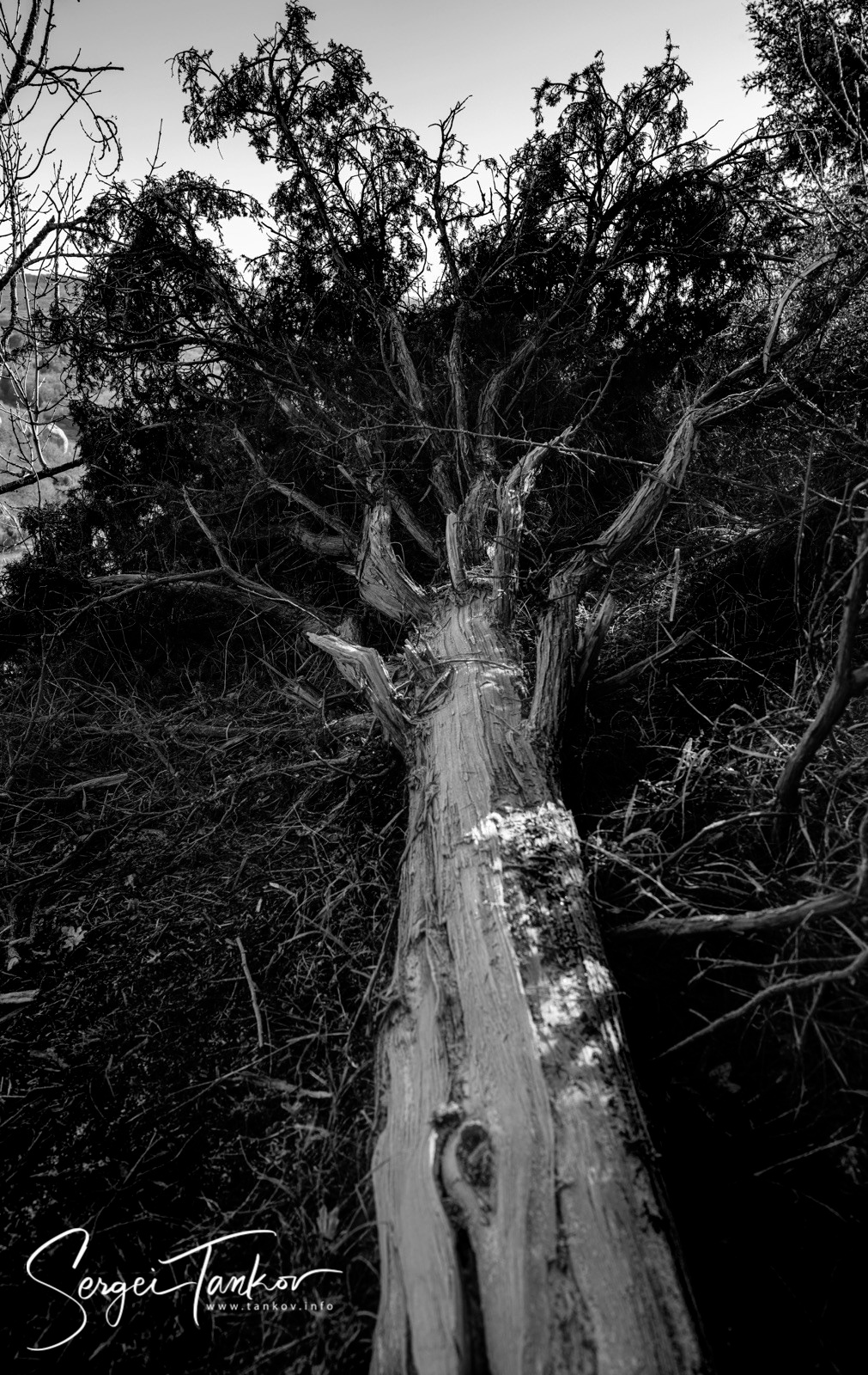 Крым (январь 2020). Фотограф Сергей Танков